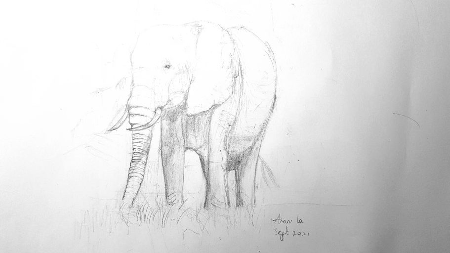 Aged 7 - Elephant - Pencil
