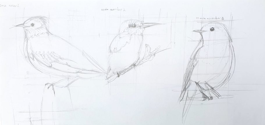 Aged 7 - Bird sketches - Pencil